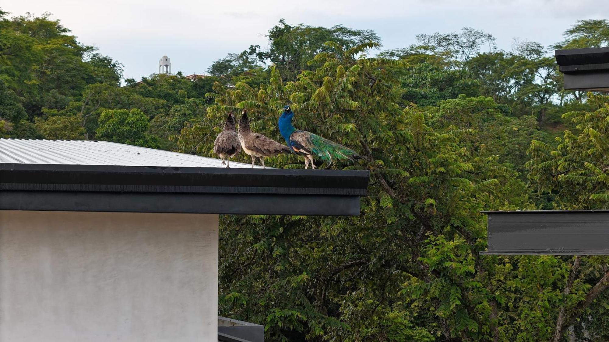 Epic Tamarindo Boutique Hotel Вильярреаль Экстерьер фото